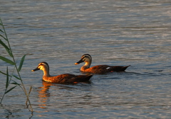お家へ帰りましょ お家へ帰りましょ
