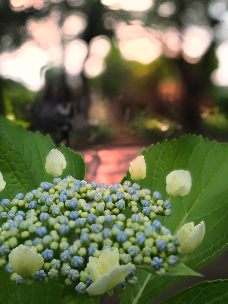 夕陽色の紫陽花