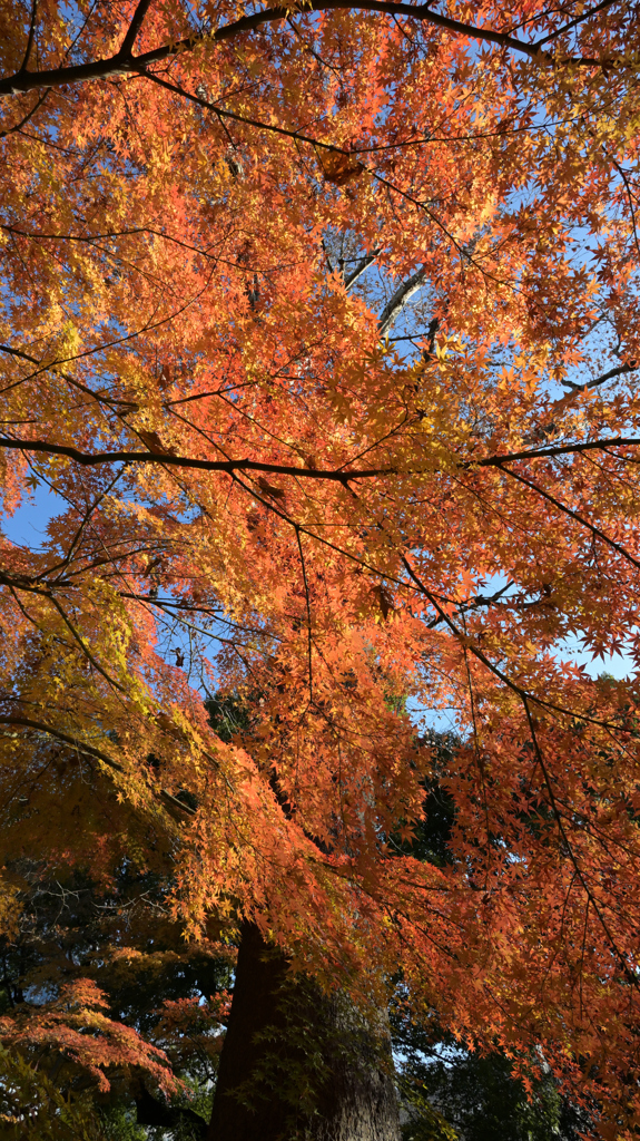 187　日比谷公園はまだ秋