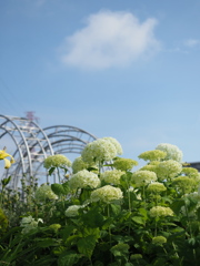 白い紫陽花と雲