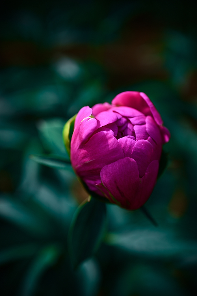 開花前の静寂