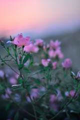 夕暮れの赤い薔薇