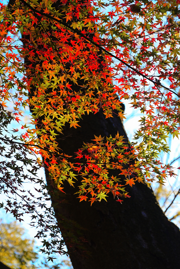木陰の紅葉