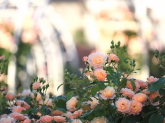薔薇ガーデンの朝