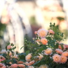 薔薇ガーデンの朝