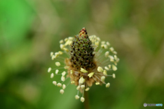 ヘラオオバコの花？