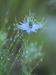 雨の朝　輝いて
