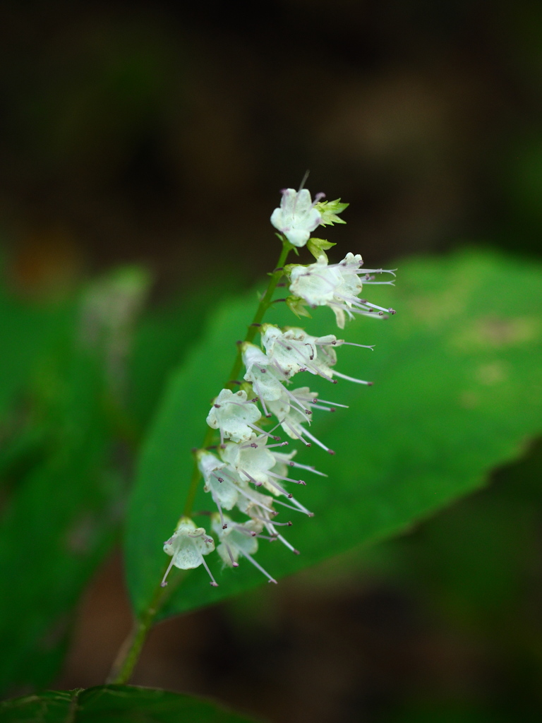 高尾山の植物3