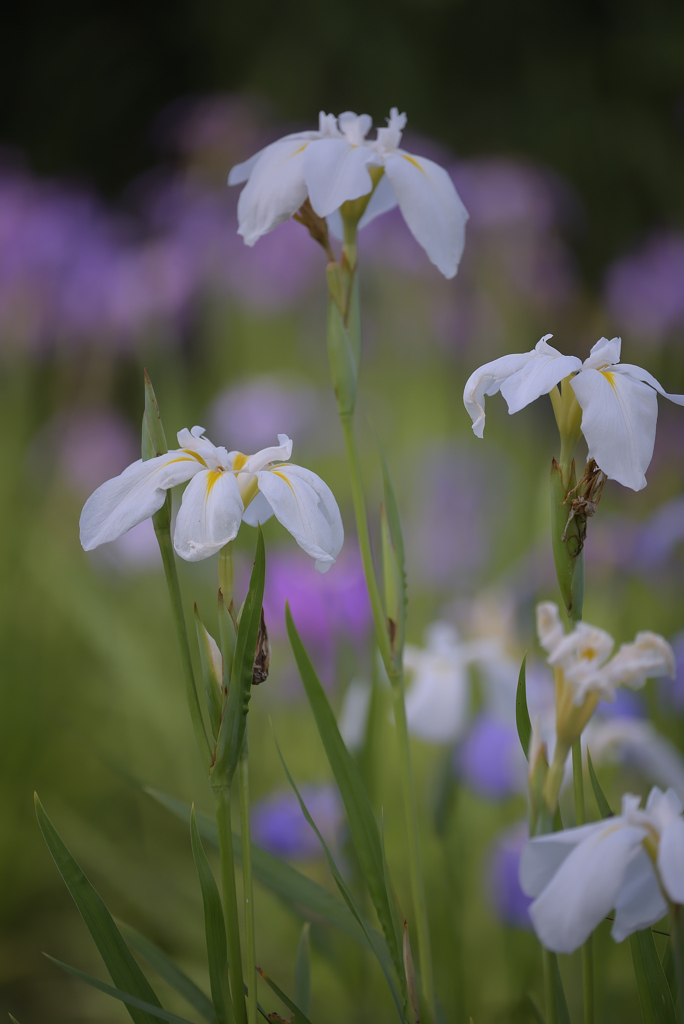 荒川土手に咲く白菖蒲