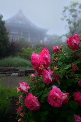 霧と赤い薔薇