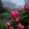 霧と赤い薔薇