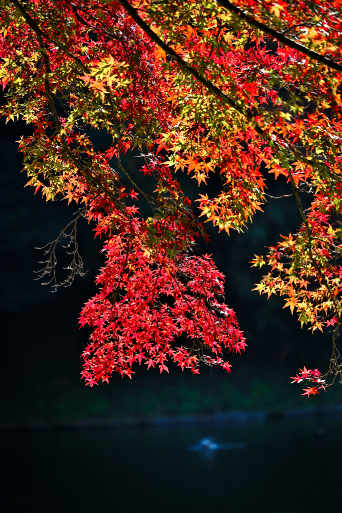 小石川後楽園　紅葉