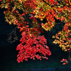 小石川後楽園　紅葉