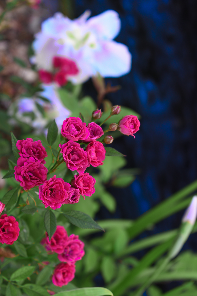 安曇野の水路沿いに咲く赤い薔薇