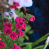 安曇野の水路沿いに咲く赤い薔薇