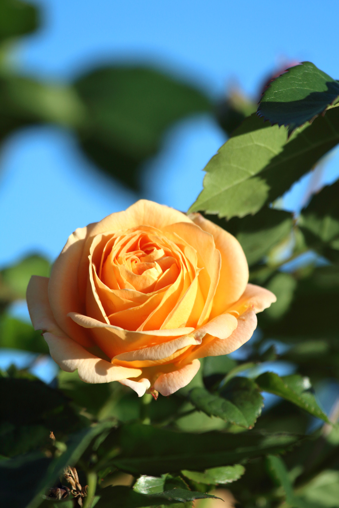 4月の薔薇