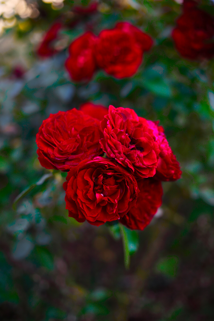 晩秋の薔薇