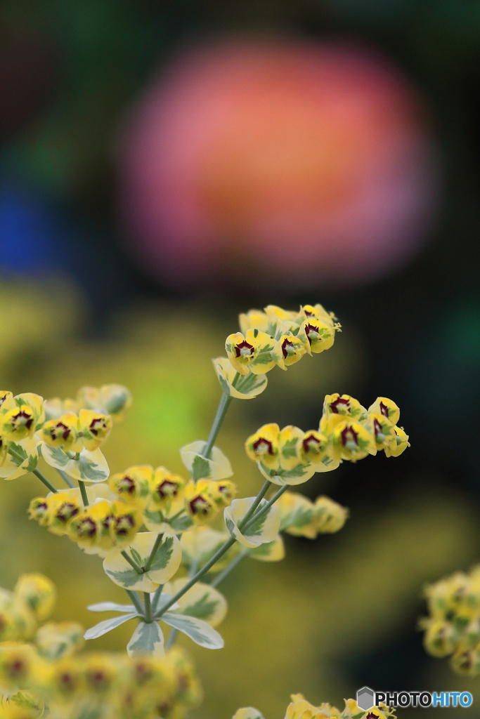 ユ－フォルビア　マルティーニ