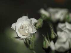 五月の白薔薇