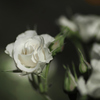 五月の白薔薇