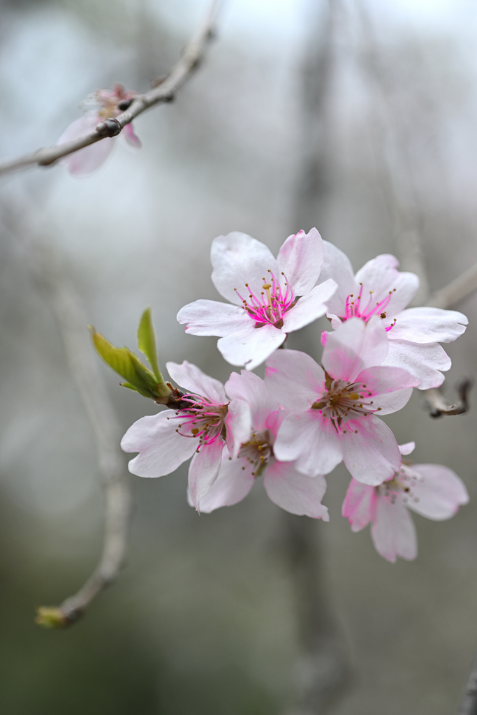 咲き始めた枝垂桜