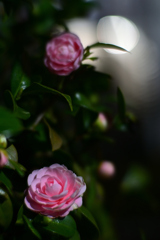 21　月下の乙女