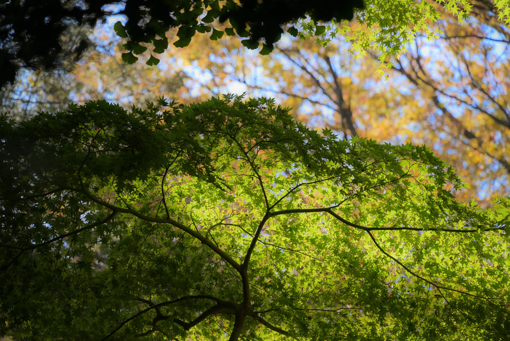 移りゆく自然の美