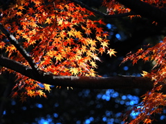 赤と青の光