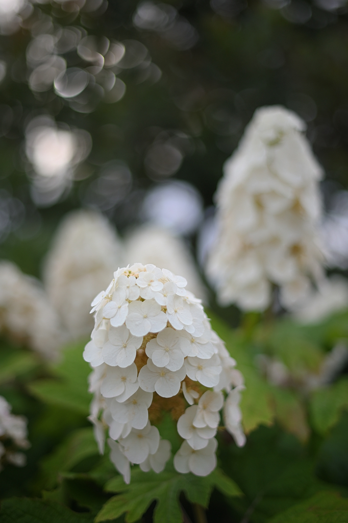 今年も再会、柏葉紫陽花