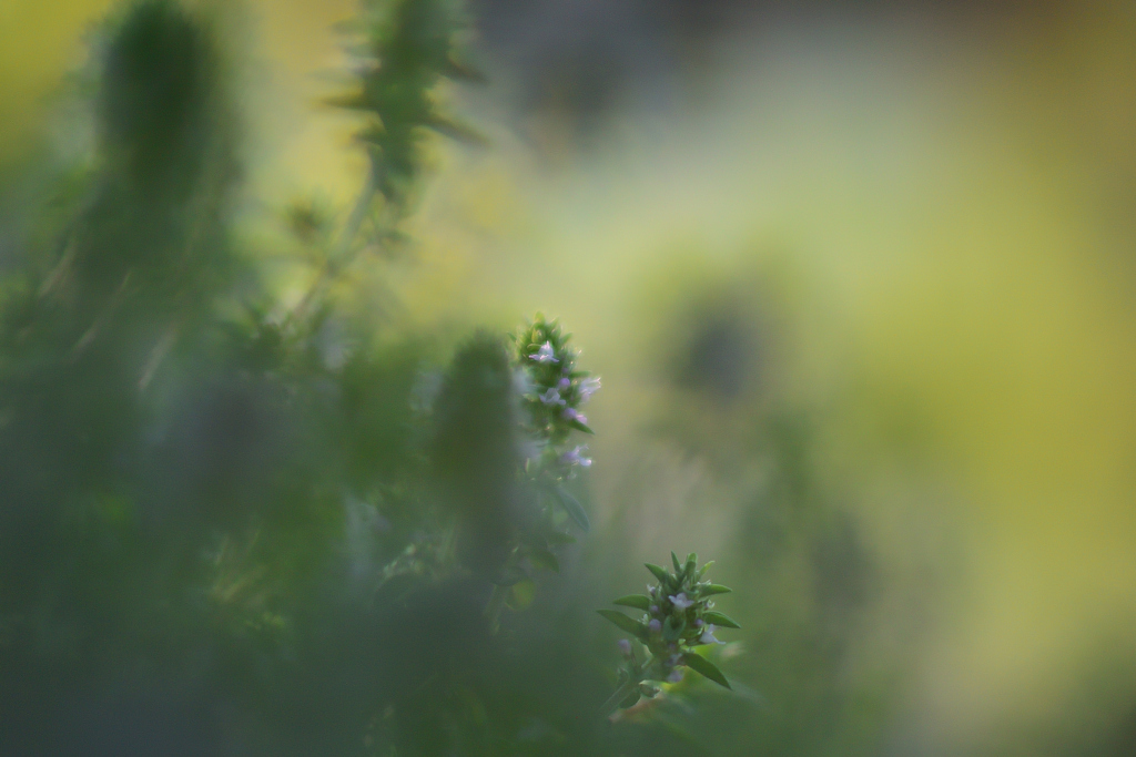 光りの森