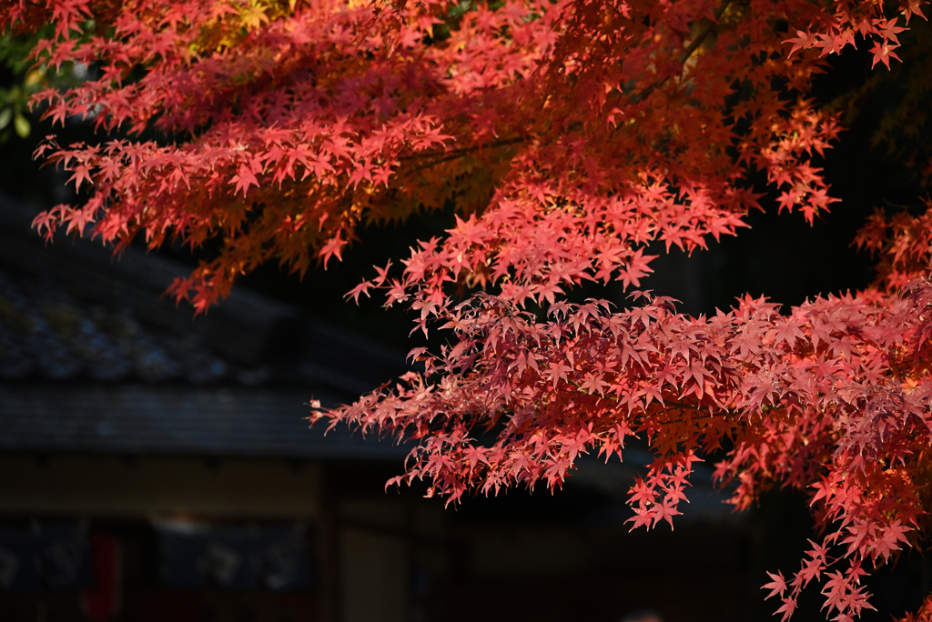 茶屋と紅葉