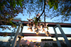 夜明けの時