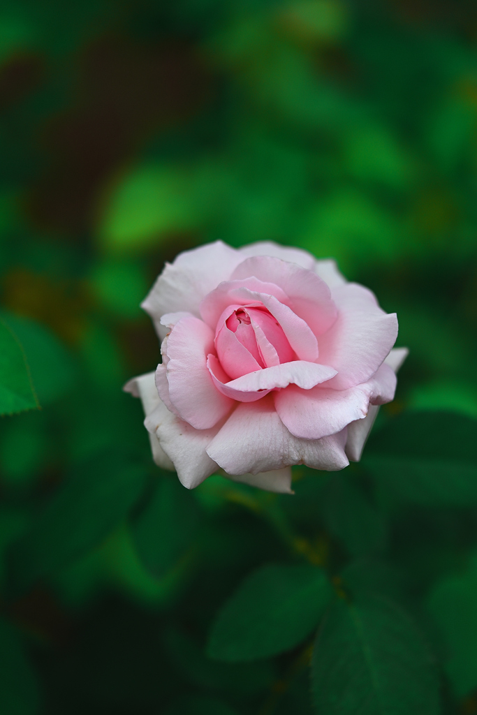 晩夏の薔薇一輪