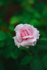 晩夏の薔薇一輪