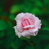 晩夏の薔薇一輪