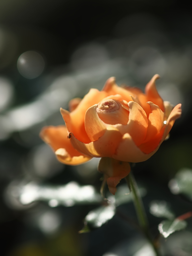 秋の光に輝く薔薇