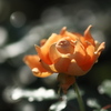 秋の光に輝く薔薇