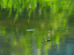 晩夏の光の中　水面を渡る