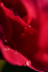 5月の赤い薔薇