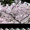 枝垂桜との出会い
