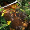 色染まる秋の森