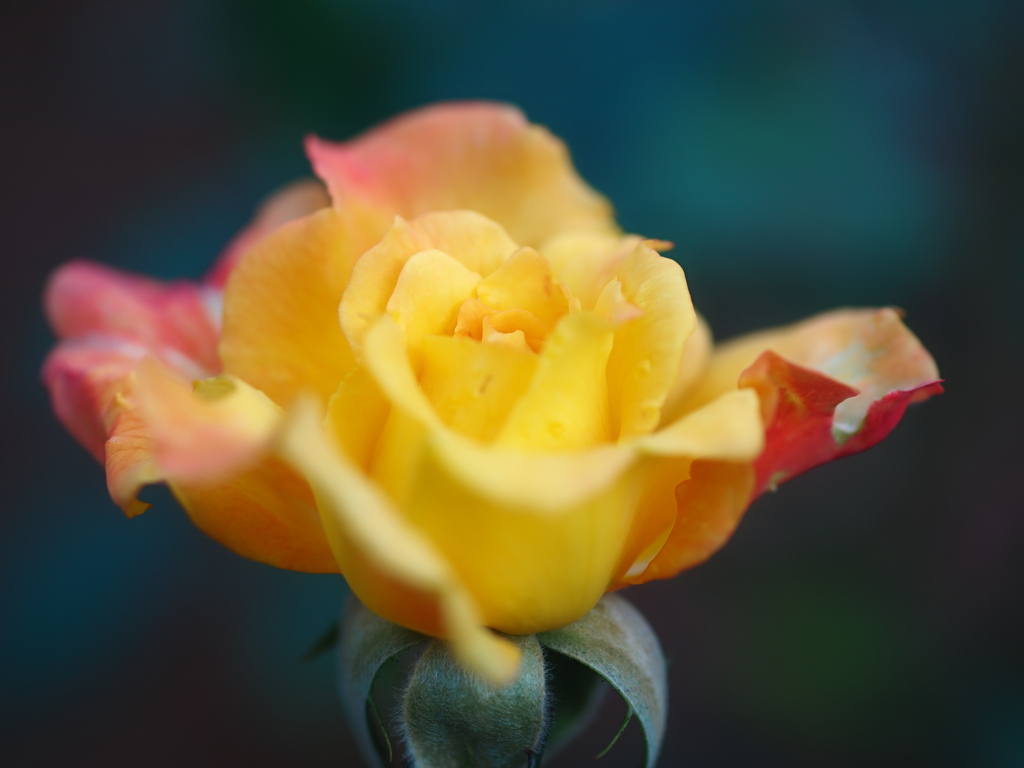 旧古河庭園　秋の薔薇⑥