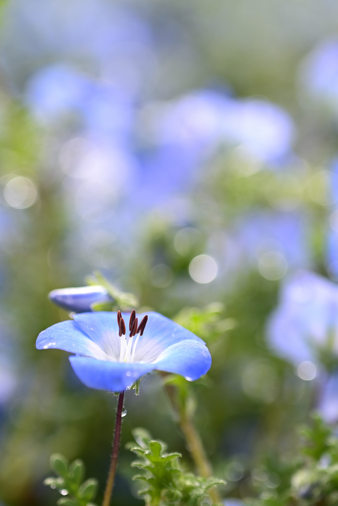 雨のやんだ朝に⑤