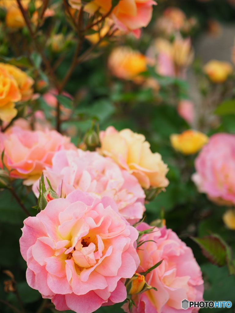 色とりどりの薔薇