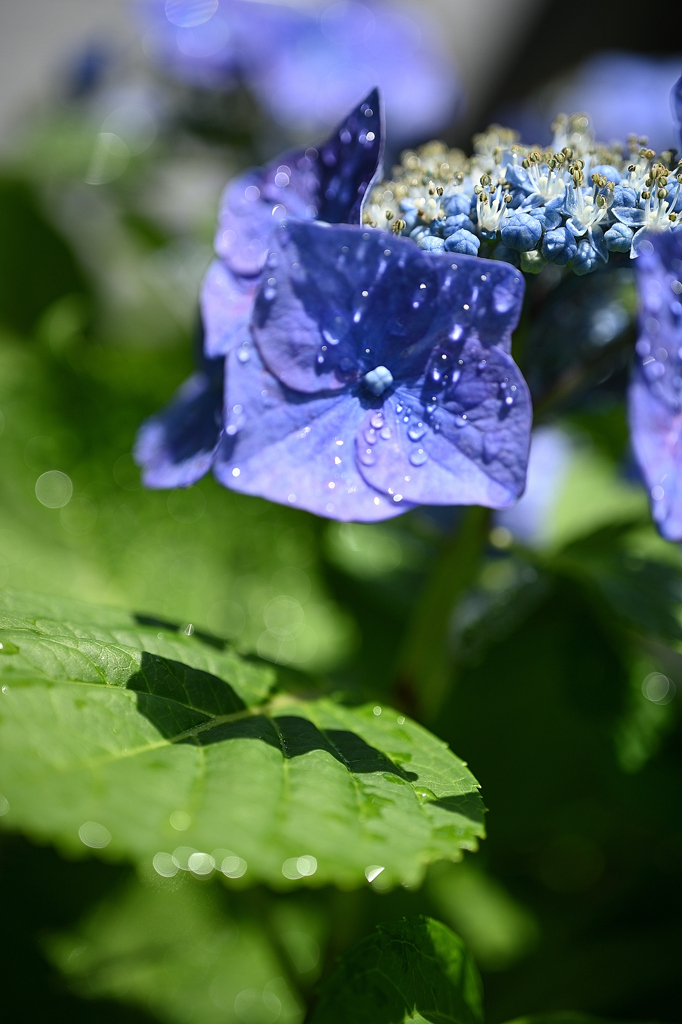 五月晴れ　シャワーを浴びて