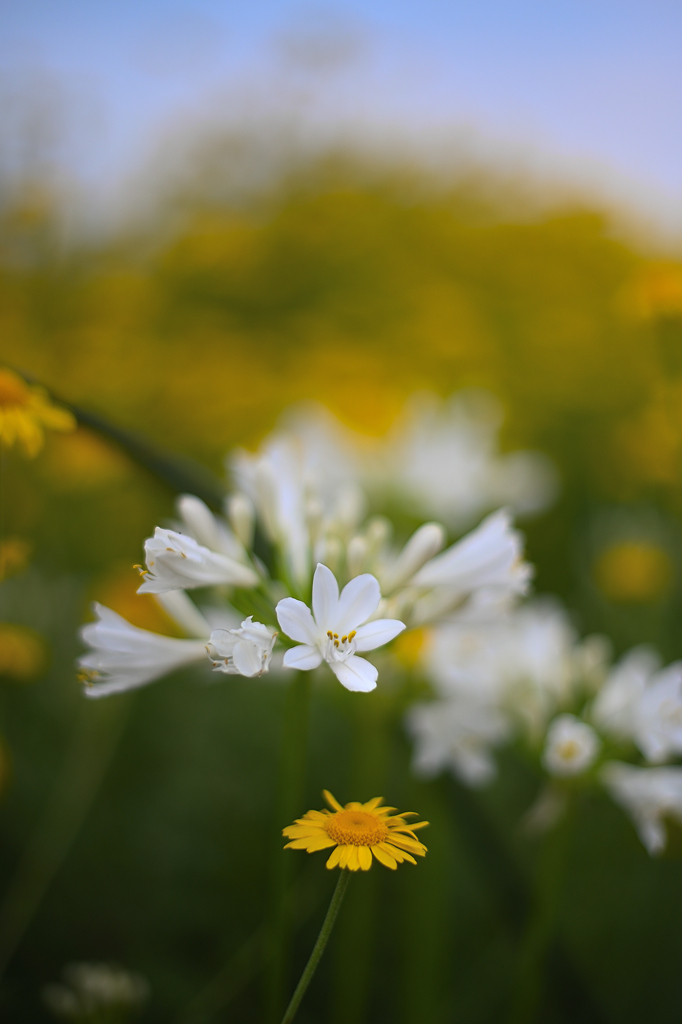 早朝、可憐な花との出会い