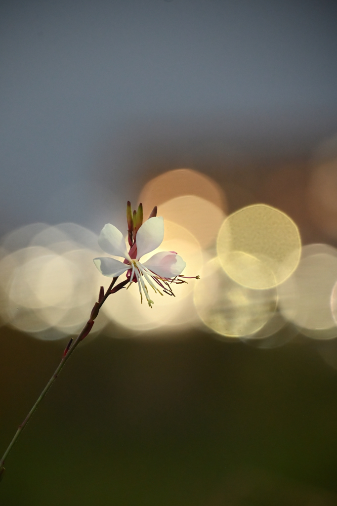 141　光りに包まれて