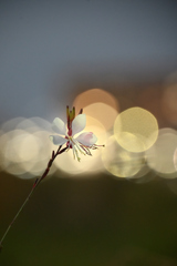 141　光りに包まれて