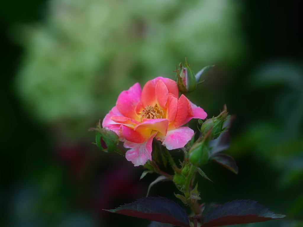 夏の薔薇