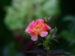 夏の薔薇